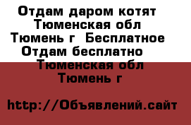 Отдам даром котят - Тюменская обл., Тюмень г. Бесплатное » Отдам бесплатно   . Тюменская обл.,Тюмень г.